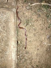 Contia tenuis