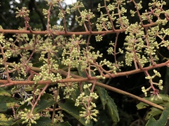 Aralia decaisneana