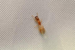 Crematogaster cylindriceps