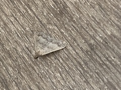 Tetanolita palligera