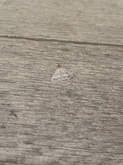 Tetanolita palligera