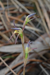Lyperanthus suaveolens