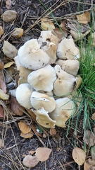 Candolleomyces candolleanus