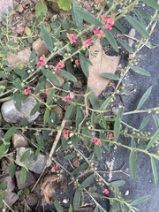 Angiospermae