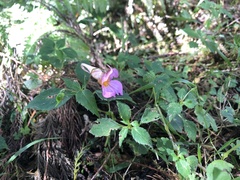 Impatiens uniflora
