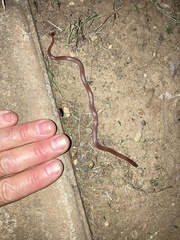 Contia tenuis
