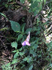 Impatiens uniflora