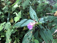 Impatiens uniflora