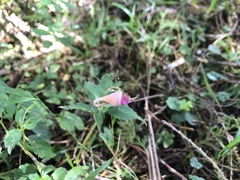 Impatiens uniflora