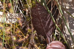 Cryptostylis leptochila