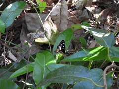 Phaedyma shepherdi