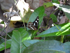 Phaedyma shepherdi