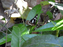 Phaedyma shepherdi