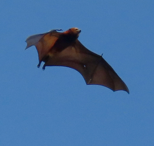 Greater Mascarene Flying Fox