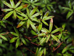 Leucopogon fasciculatus