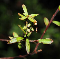Leucopogon fasciculatus