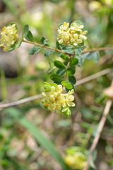 Pimelea flava flava