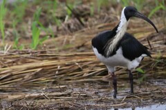 Threskiornis spinicollis