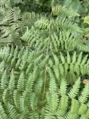 Pteridium aquilinum pubescens