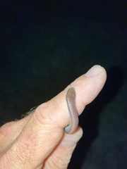 Contia tenuis