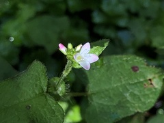 Persicaria biconvexa