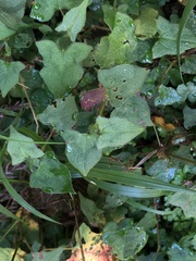 Persicaria biconvexa