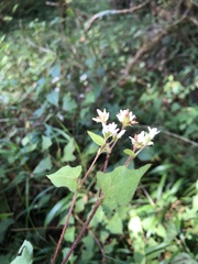 Persicaria biconvexa