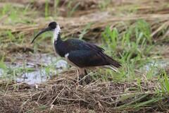 Threskiornis spinicollis