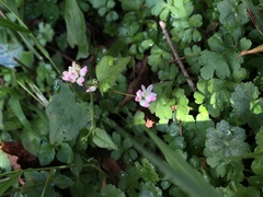 Persicaria biconvexa