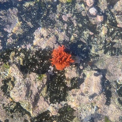 Anemonia alicemartinae