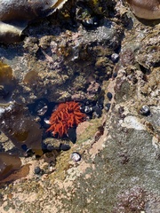 Anemonia alicemartinae