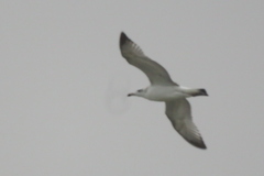 Ichthyaetus ichthyaetus