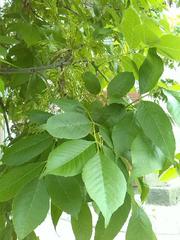 Fraxinus ornus