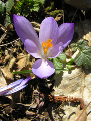 Crocus vernus