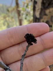 Aceria parapopuli