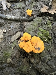 Cantharellus minor