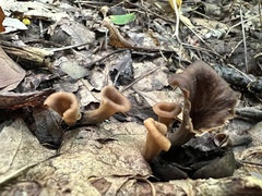 Craterellus caeruleofuscus