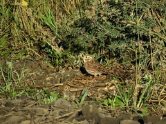 Emberiza citrinella × leucocephalos