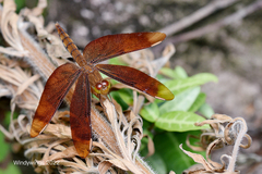 Neurothemis fulvia
