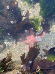 Stichaster striatus