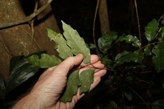 Cupaniopsis flagelliformis