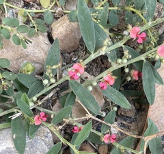 Angiospermae