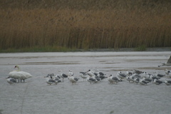 Ichthyaetus ichthyaetus