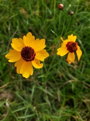 Coreopsis tinctoria