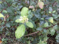 Cornus sanguinea