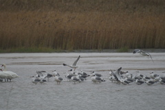 Ichthyaetus ichthyaetus