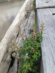 Parietaria judaica