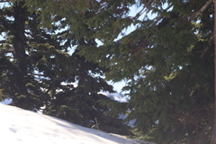 Patagioenas fasciata