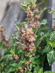 Parietaria judaica