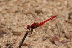 Diplacodes haematodes